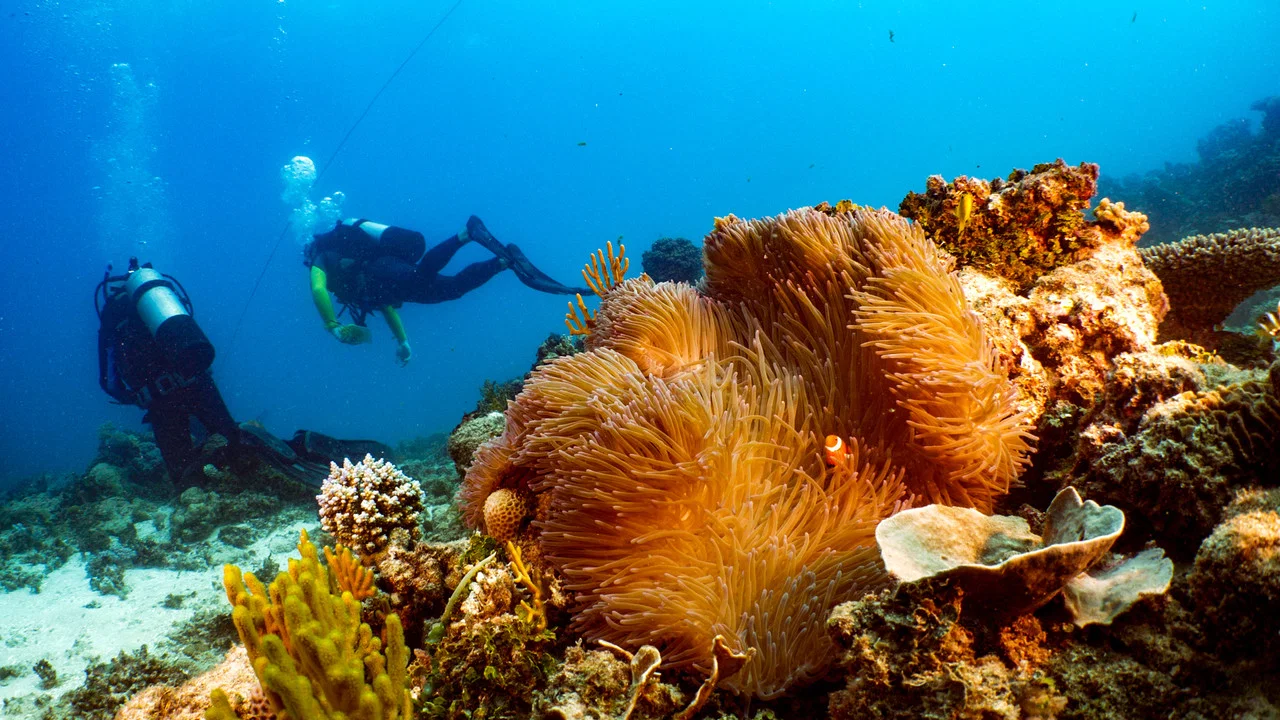 Great Barrier Reef: The Next Generation - 剧照