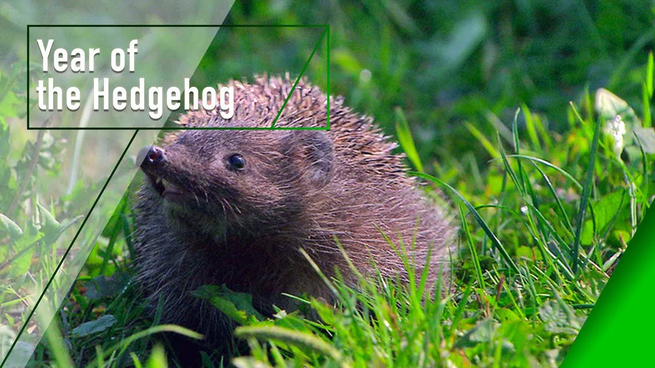 Year of the Hedgehog - 剧照
