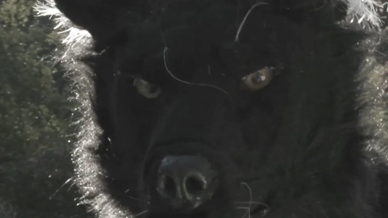 Dogman 2: The Wrath of the Litter - 剧照