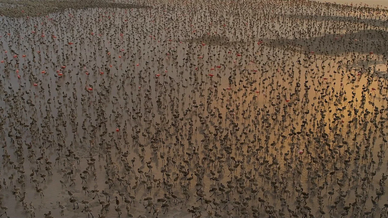 Flamingos: La vida despu&eacute;s del meteorito - 剧照