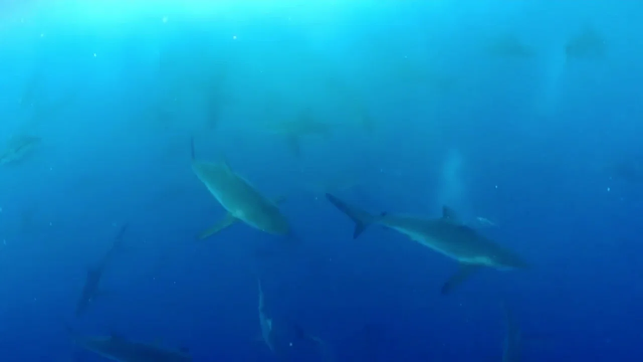 Shark Land: Welcome to Cocos Island - 剧照