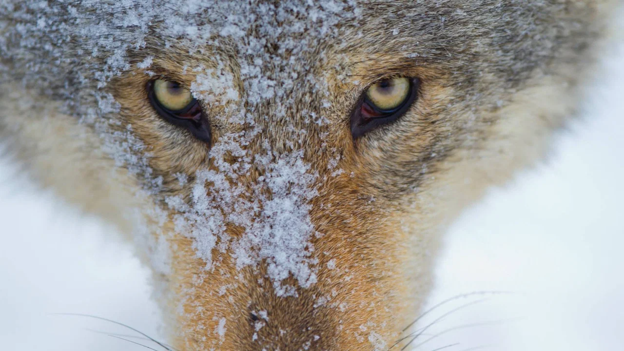 Wolf - 剧照