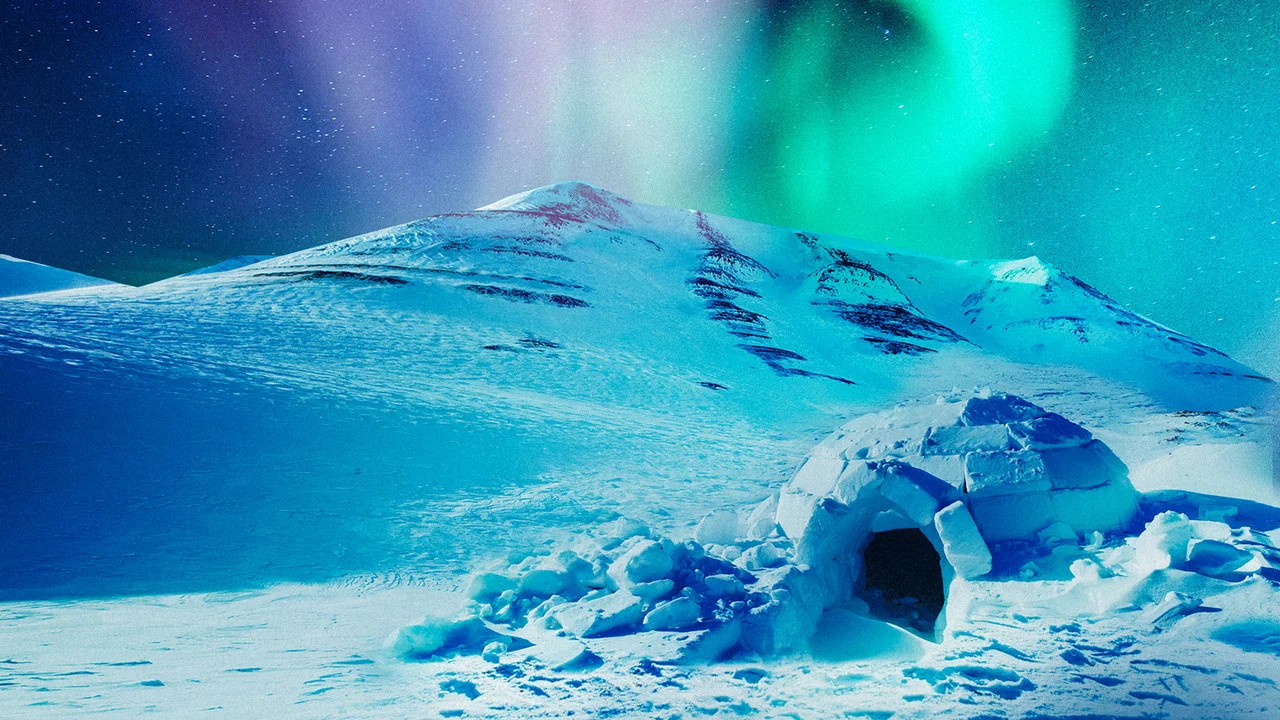 The Last Igloo - 剧照