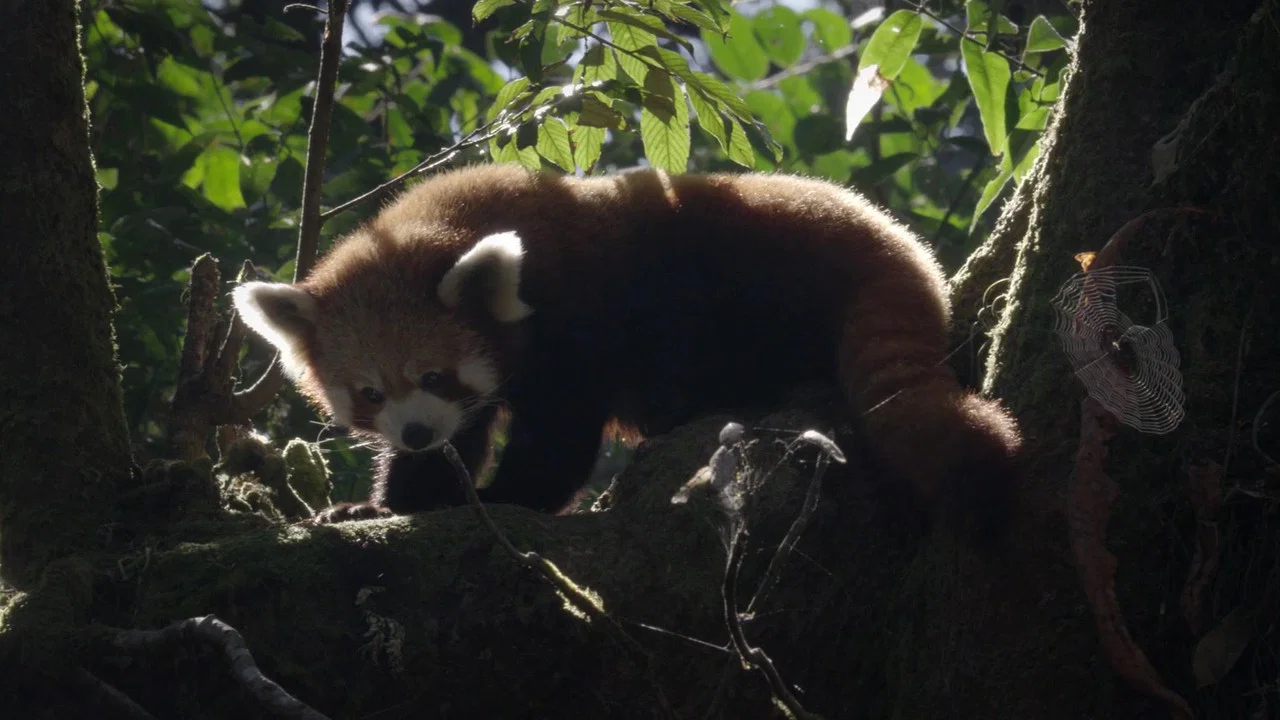 Red Panda: World's Cutest Animal - 剧照