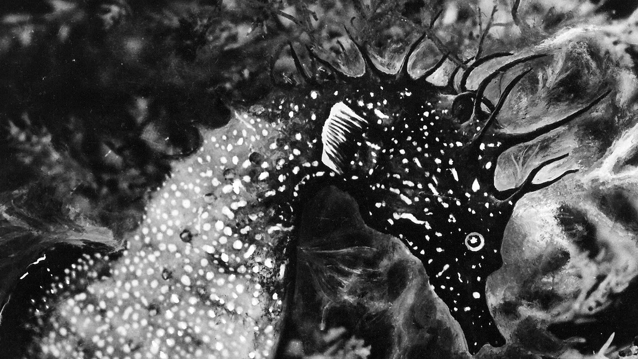 L'Hippocampe, ou 'Cheval marin' - 剧照
