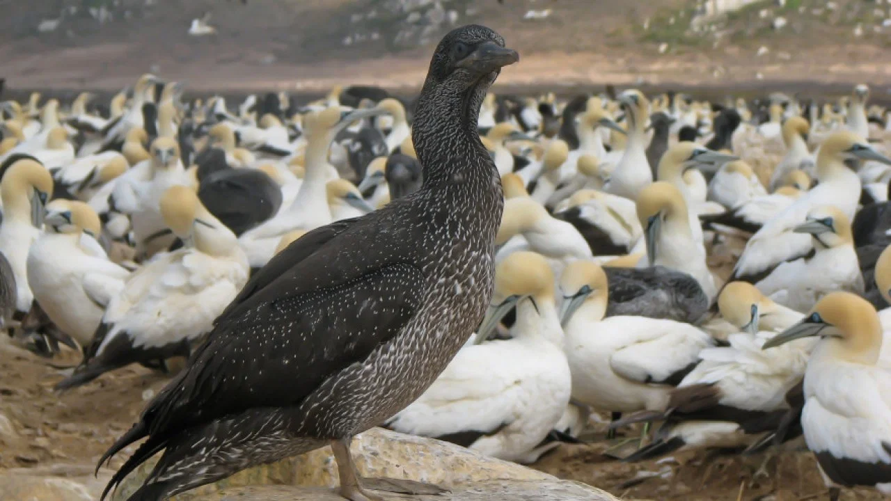 Gannets: The Wrong Side of the Run - 剧照