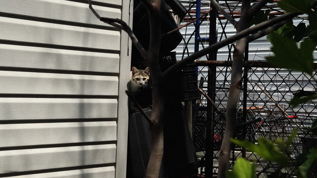 New York Cat Crisis - 剧照