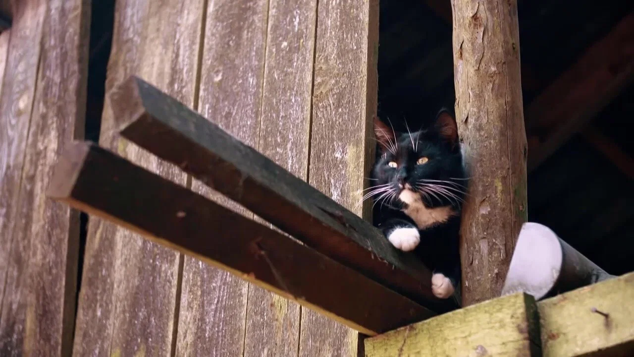 Das geheime Wesen der Katzen - 剧照