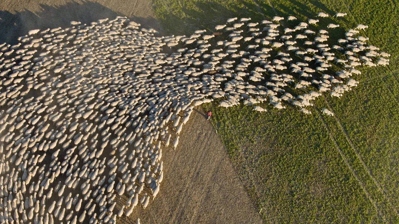 Wild & Wool - 剧照