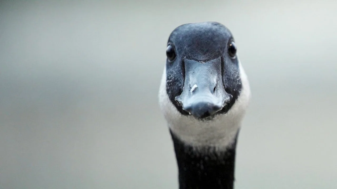 Modern Goose - 剧照