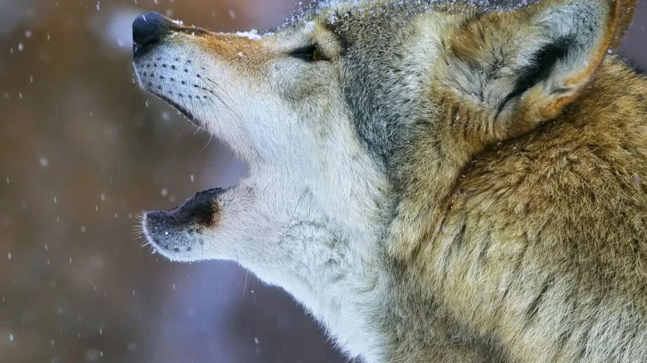 La Gueule du loup - 剧照