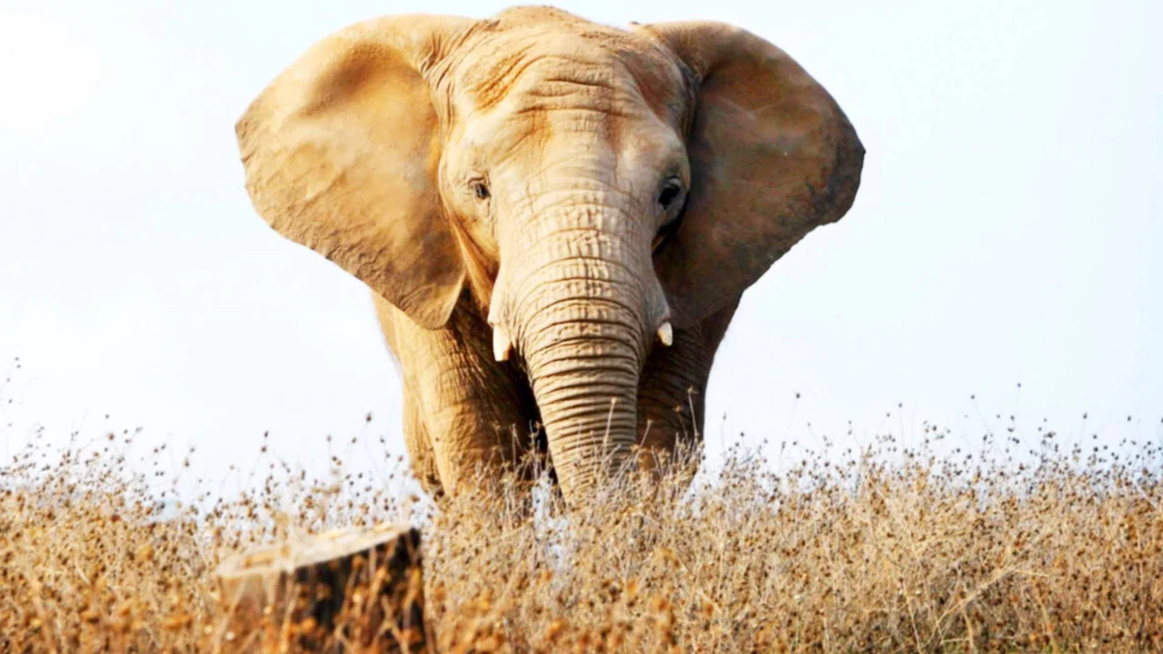 An Apology to Elephants - 剧照
