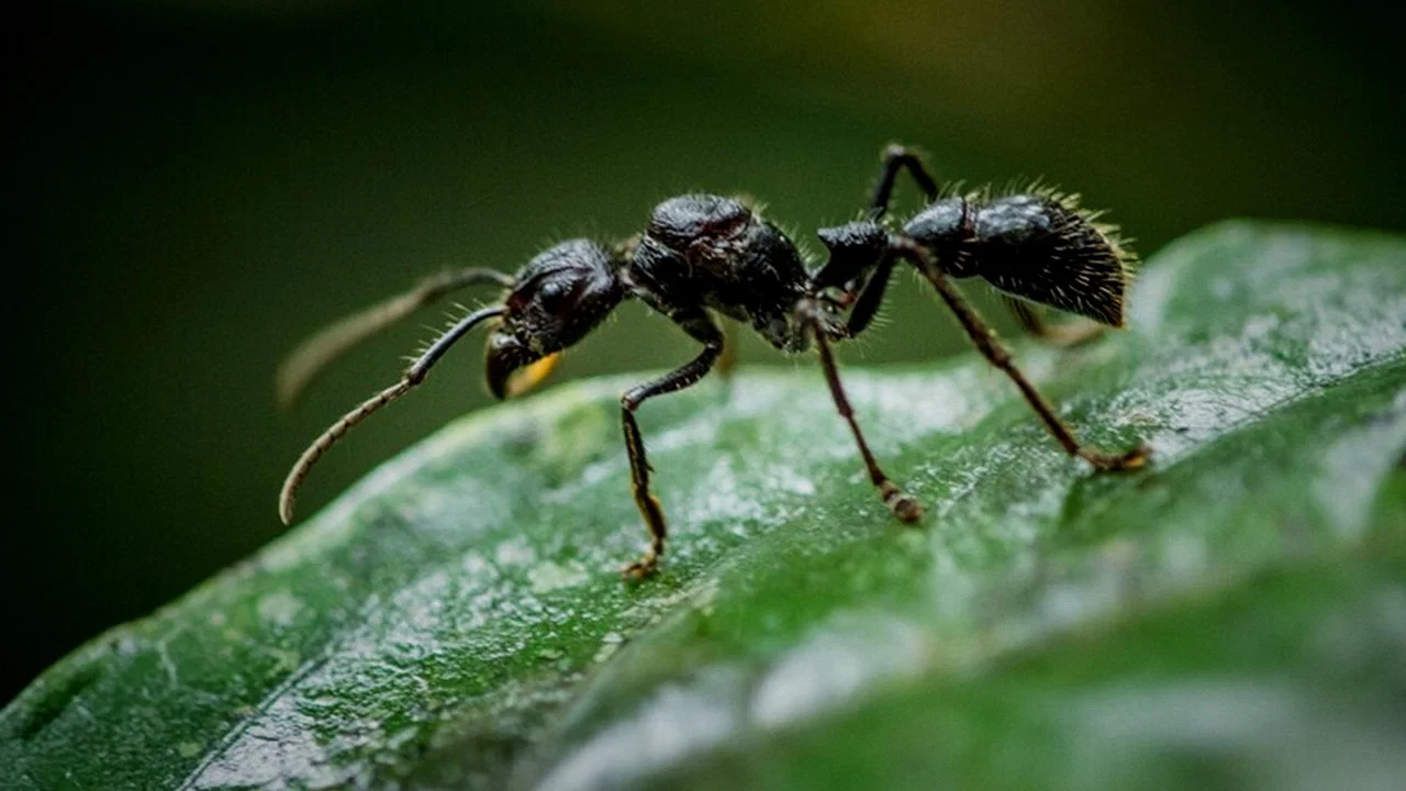 Fabulous Insects - Ants - 剧照