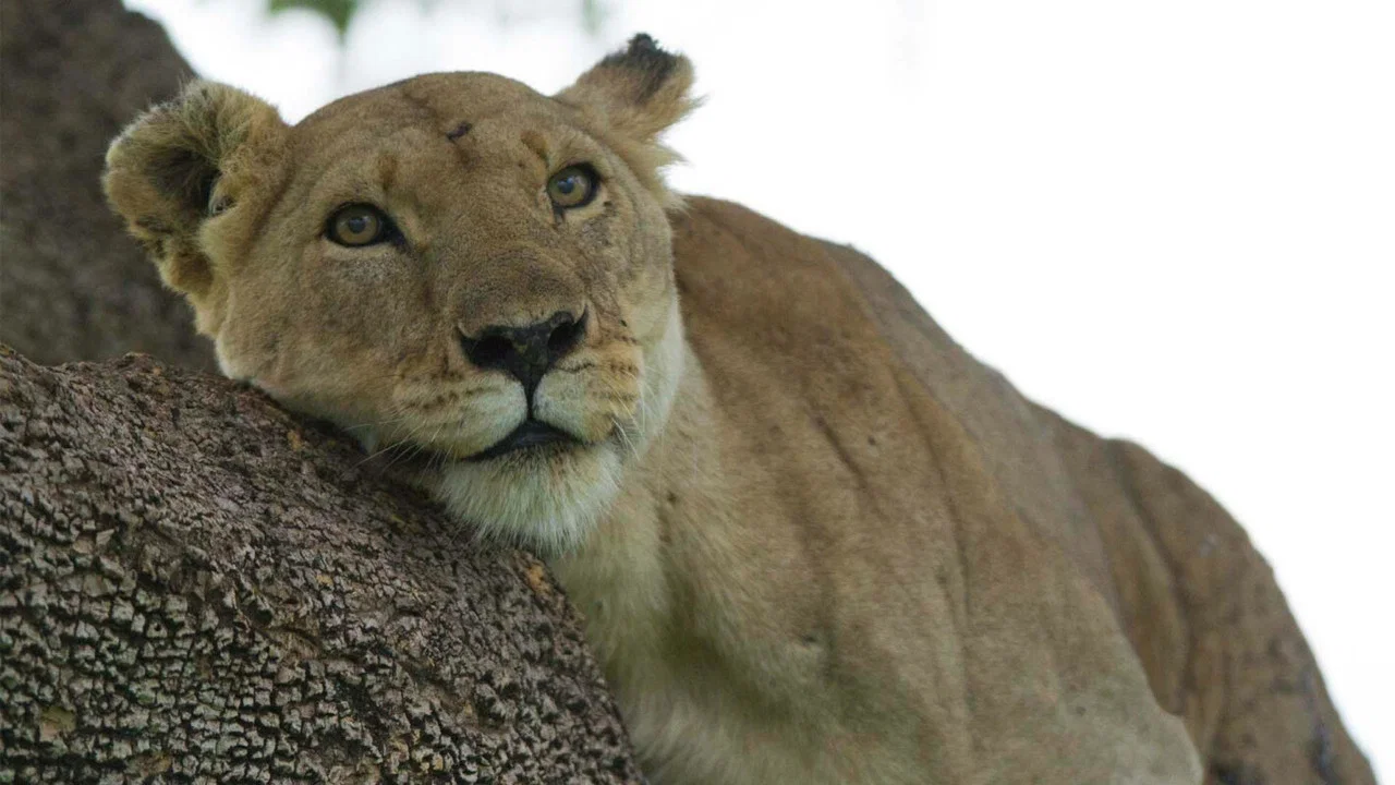 Lion: The Rise and Fall of the Marsh Pride - 剧照
