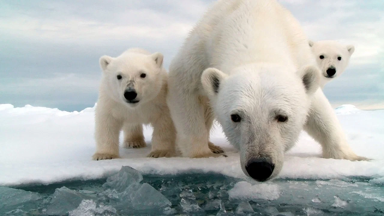Snow Bears - 剧照