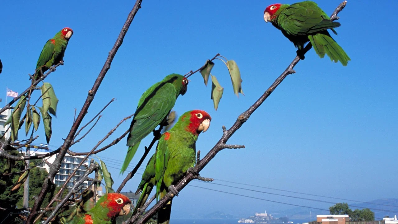 The Wild Parrots of Telegraph Hill - 剧照