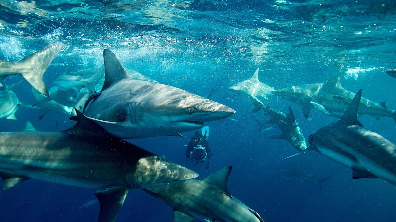 50 Shades of Sharks - 剧照