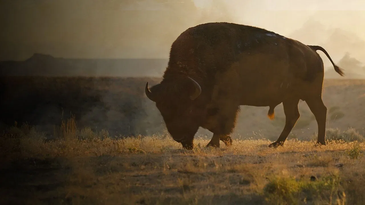 La grande prairie, le pacte du bison - 剧照