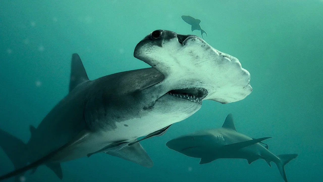 Bull Shark vs. Hammerhead - 剧照