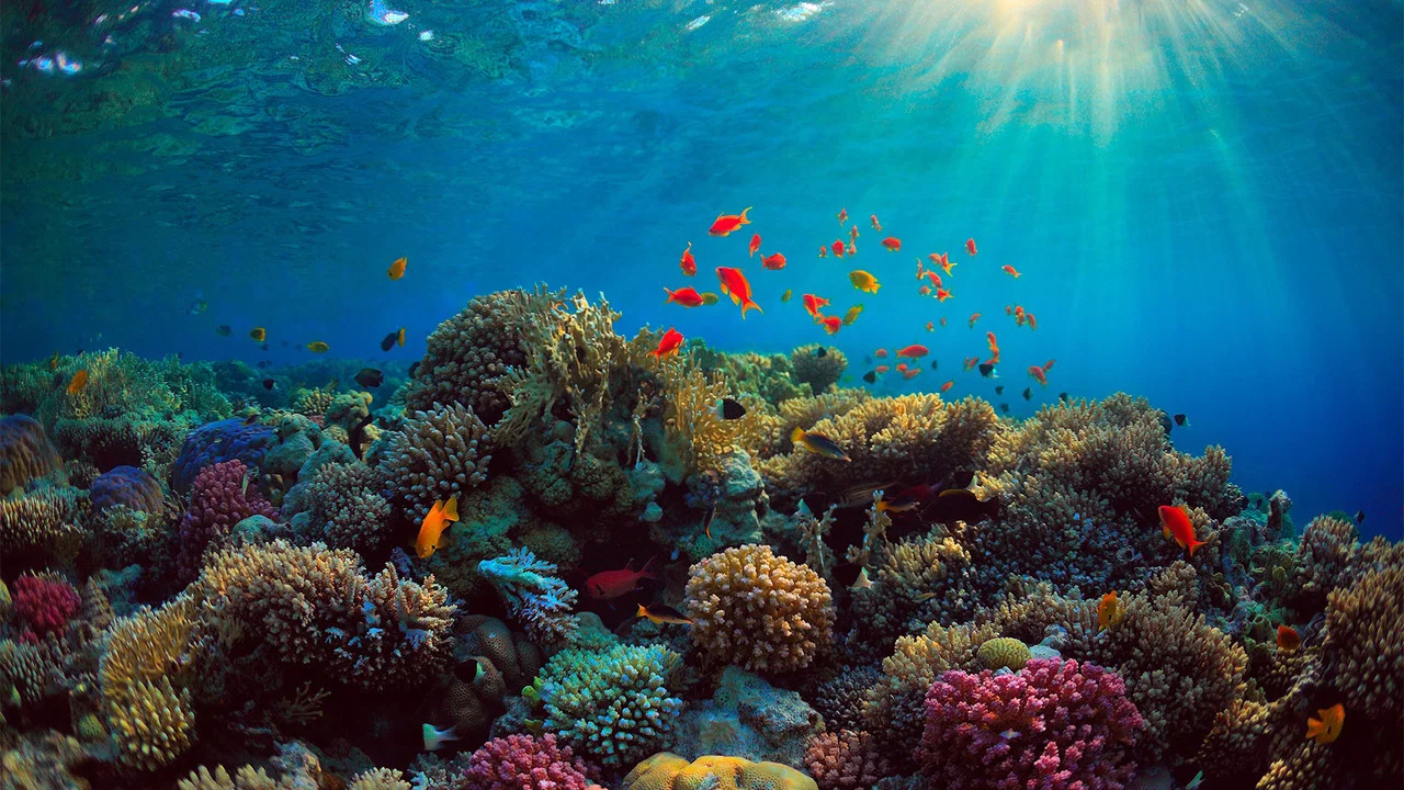 Can We Save the Reef? - 剧照