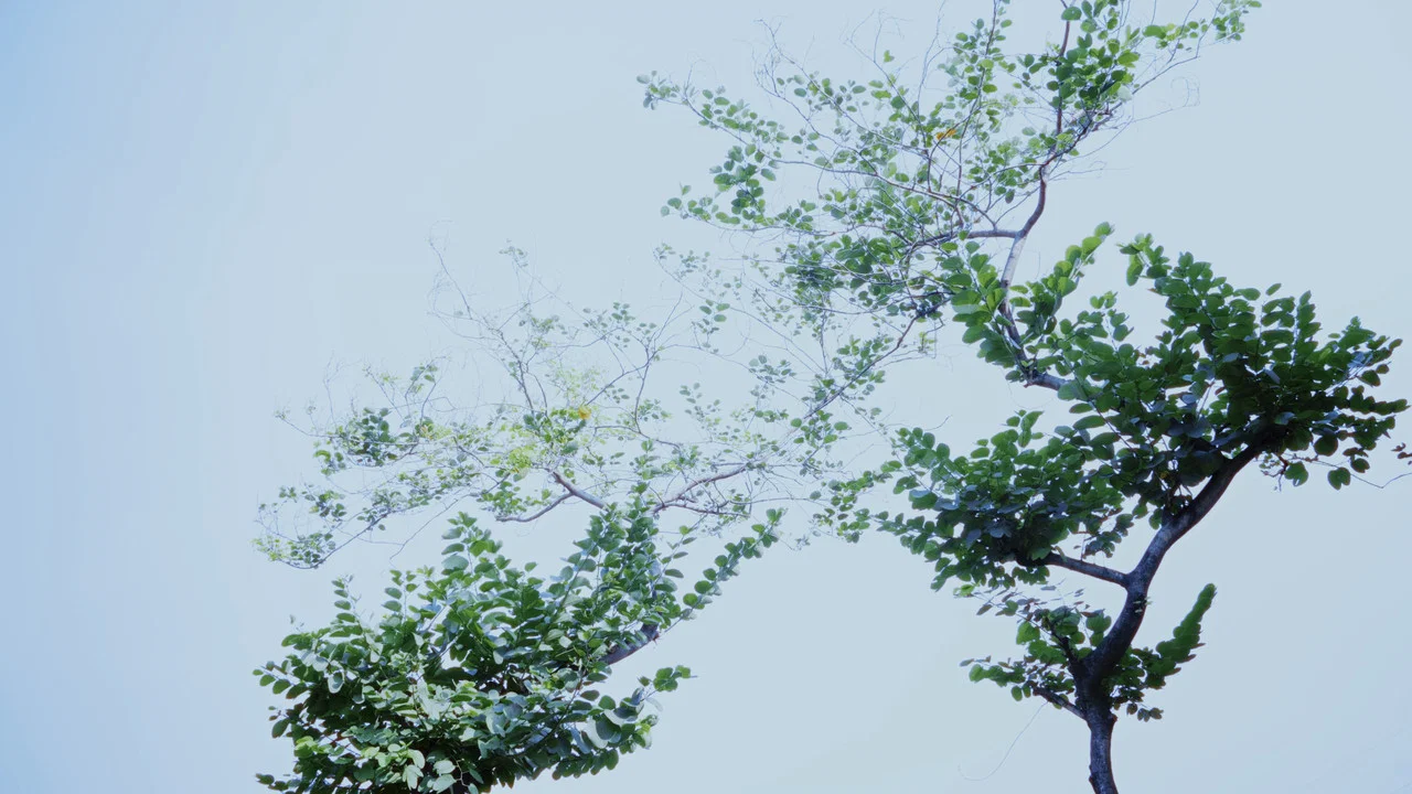 Hypothesis of Barrier Agreed Upon - 剧照