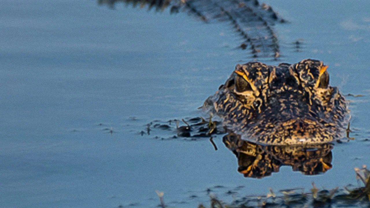 Prowlers of the Everglades - 剧照