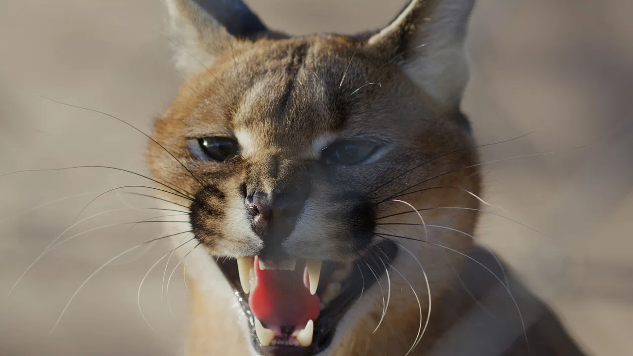 Caracal: La Soci&eacute;t&eacute; du chat solitaire - 剧照
