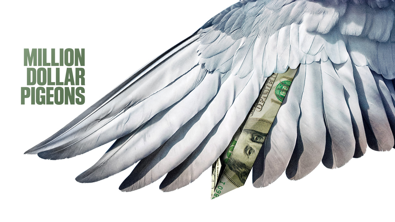 Million Dollar Pigeons - 剧照
