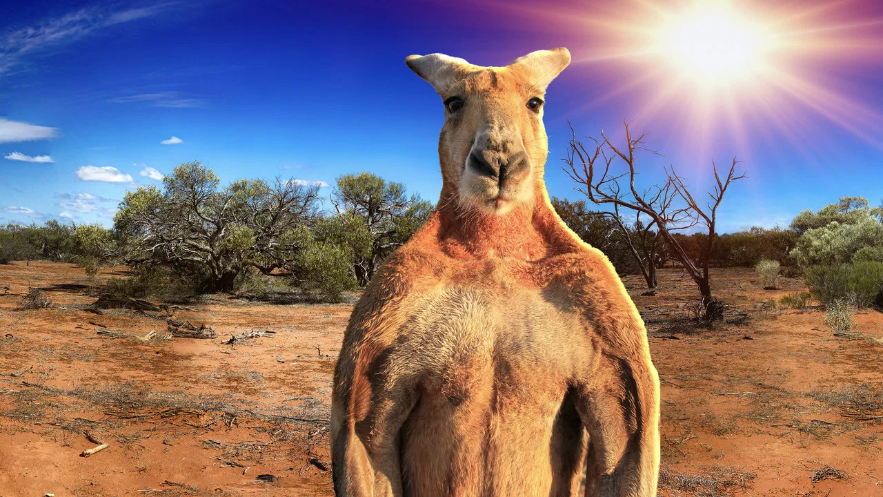 The Kangaroo King - 剧照