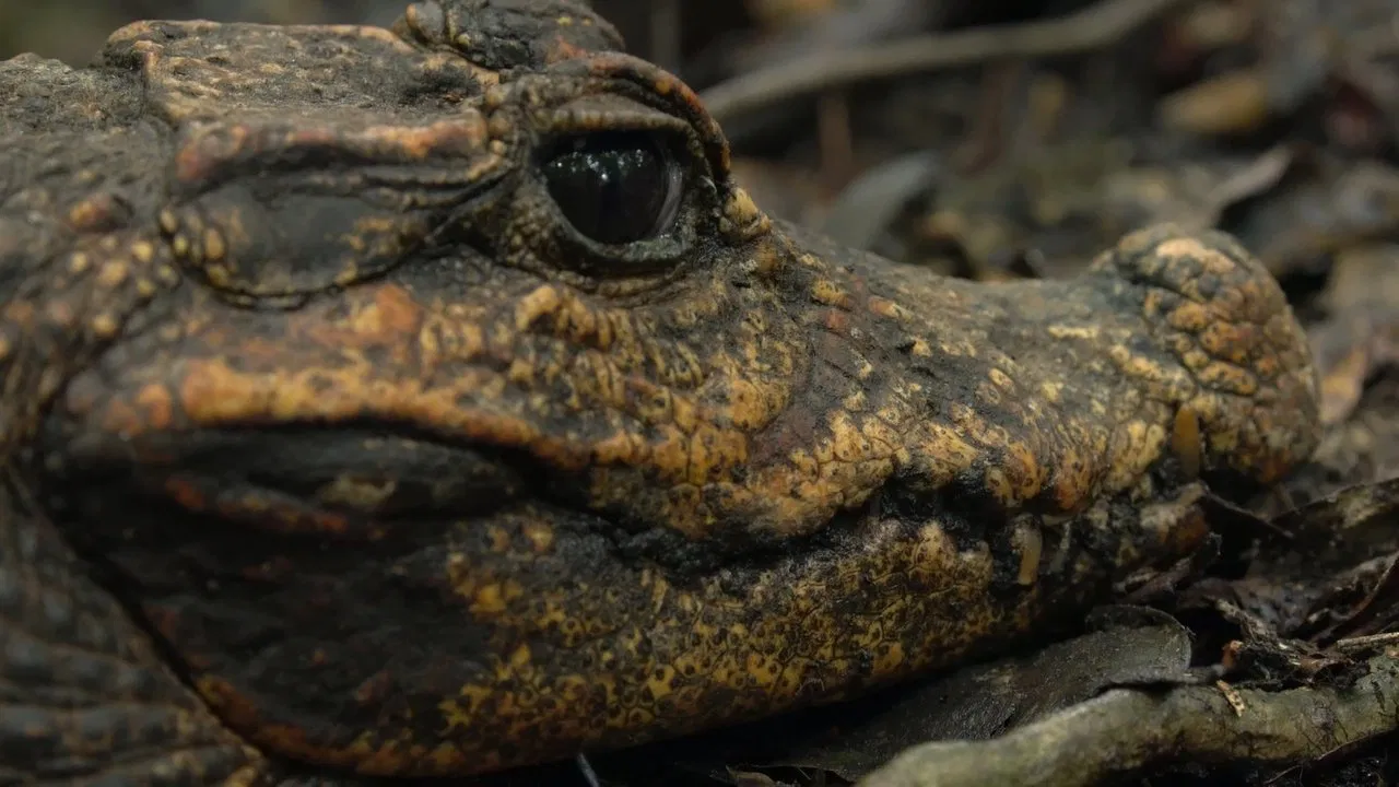 Cave Crocs of Gabon - 剧照
