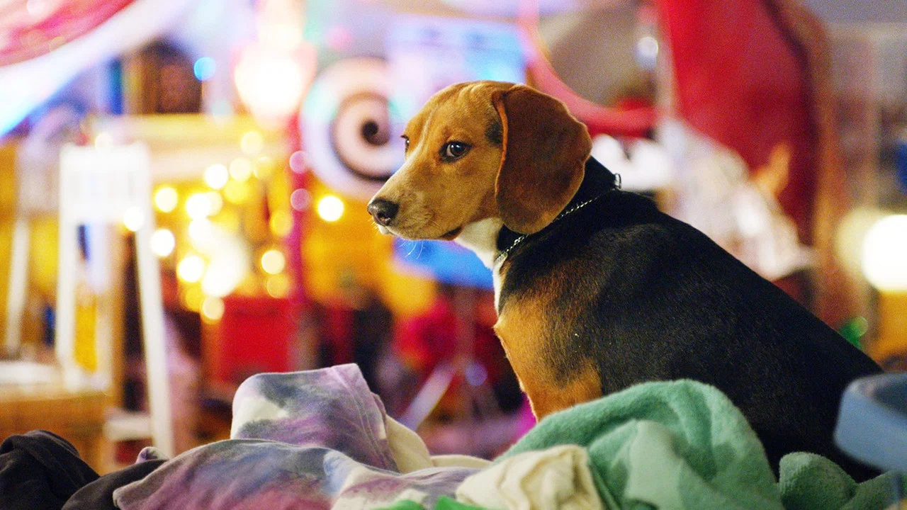 Shelby: The Dog Who Saved Christmas - 剧照