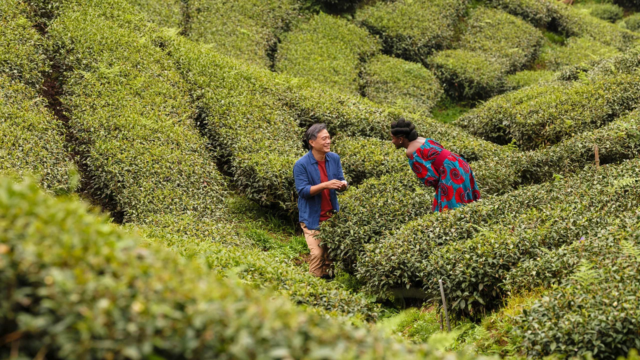 以爱之茗 - 剧照