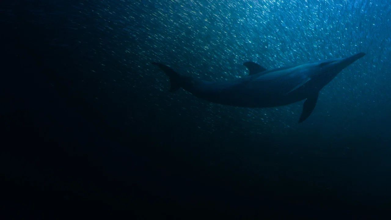 Sardine Run, le plus grand festin de l'oc&eacute;an - 剧照