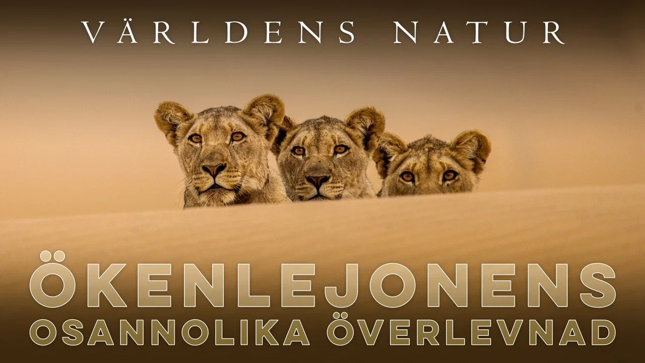 Lions of the Skeleton Coast - 剧照