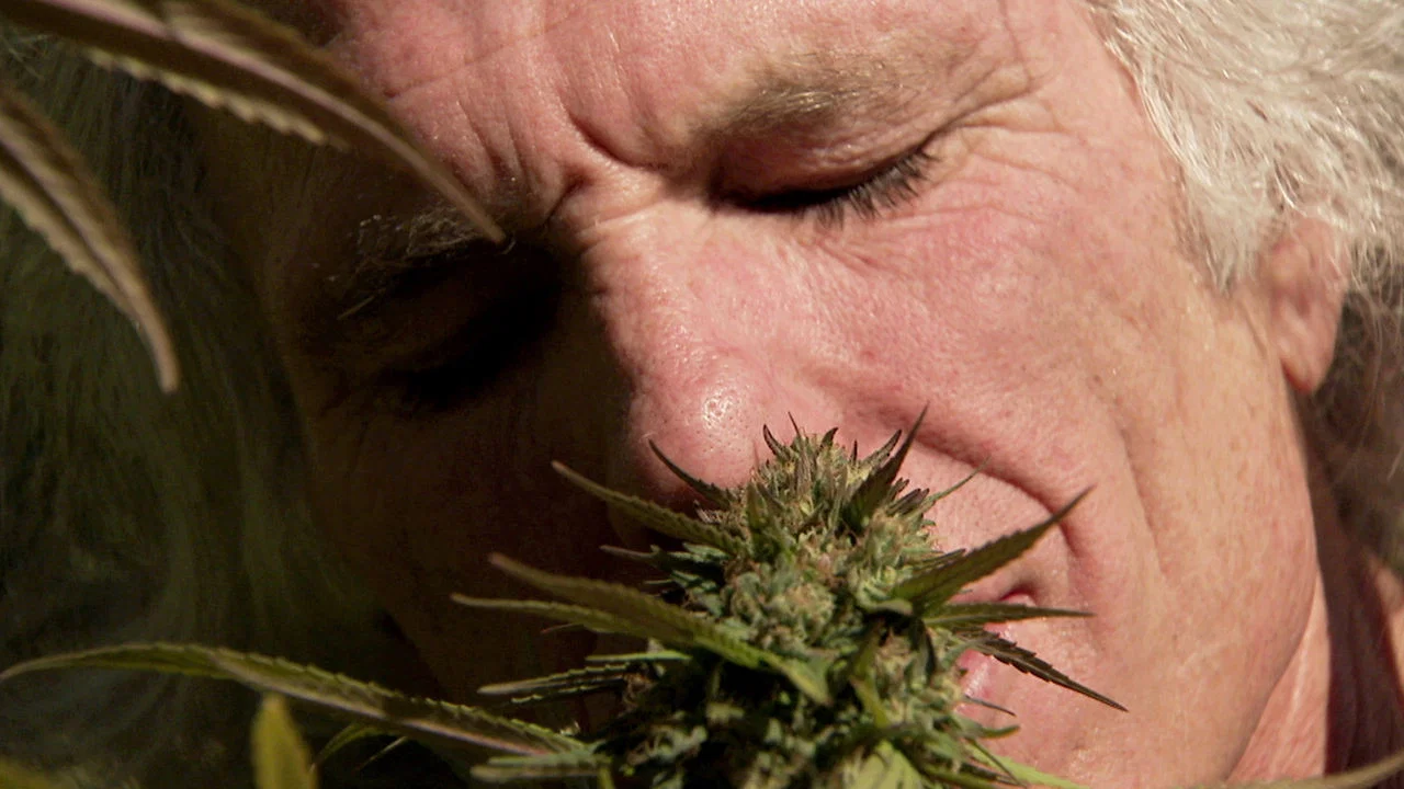 Inside: Medical Marijuana - 剧照