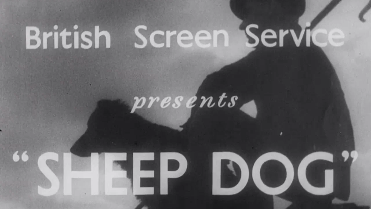 Sheep Dog - 剧照