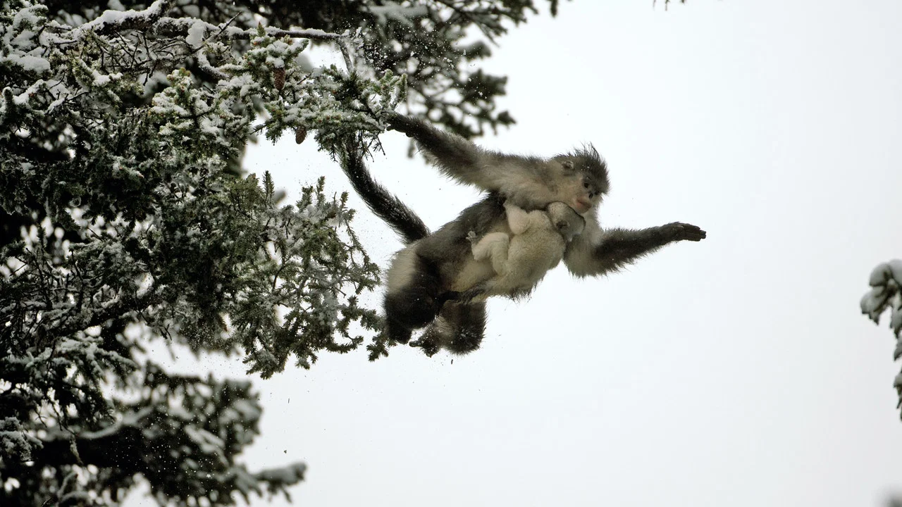 Rare Survivors: China's Iconic Wildlife - 剧照