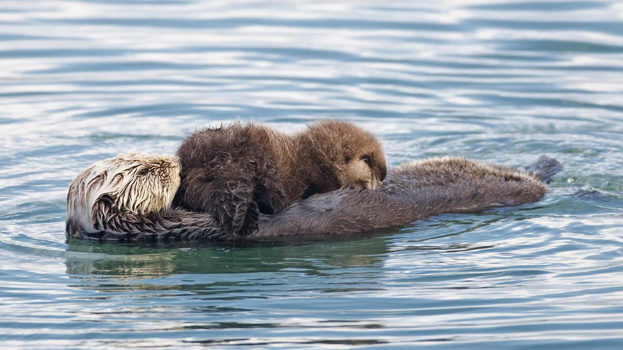 Threatened: The Controversial Struggle of the Southern Sea Otter - 剧照