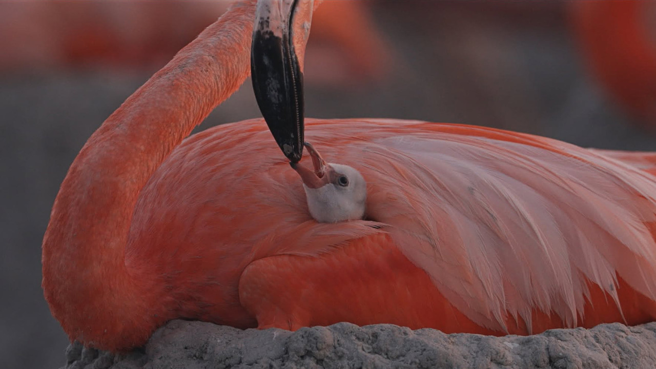 Flamingos: La vida despu&eacute;s del meteorito - 剧照