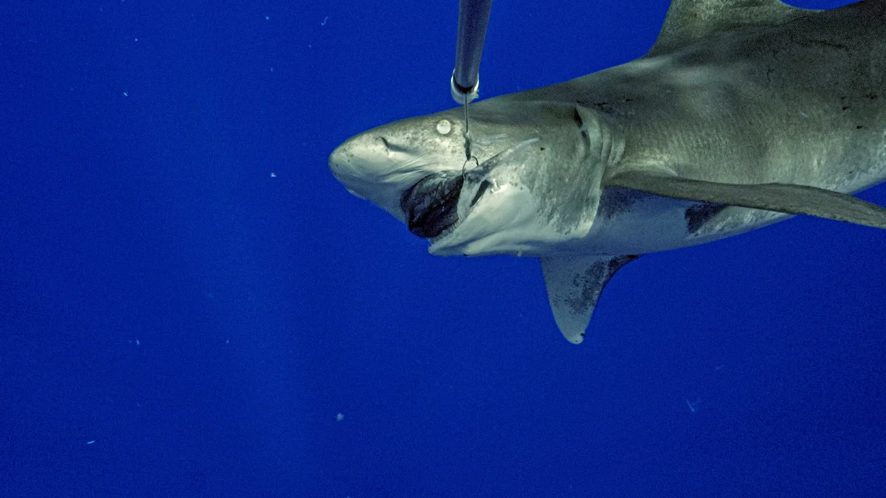World's Most Dangerous Shark? - 剧照