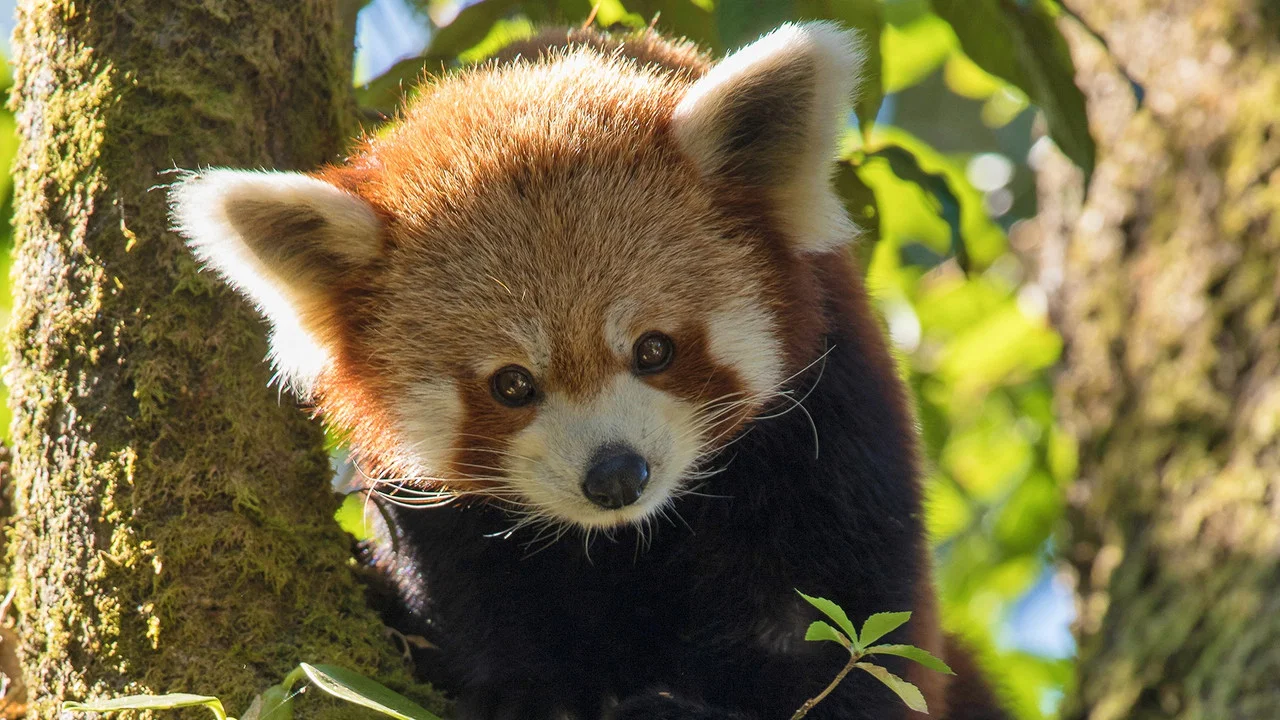 Red Panda: World's Cutest Animal - 剧照