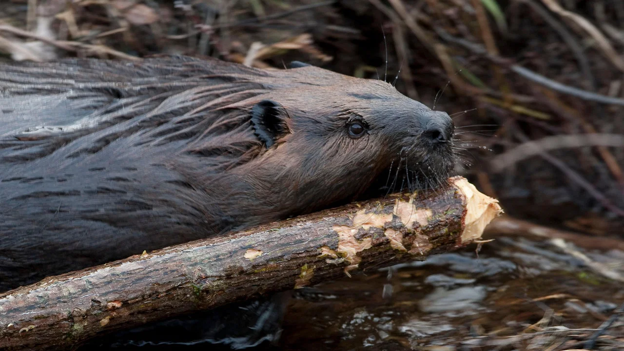 Leave it to Beavers - 剧照