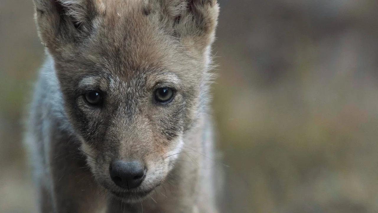 Wolf - 剧照