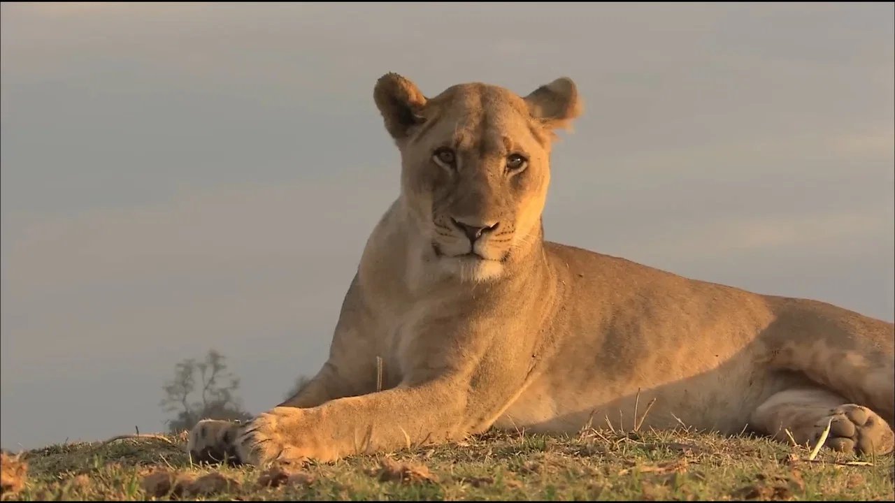 Lions of Crocodile River - 剧照