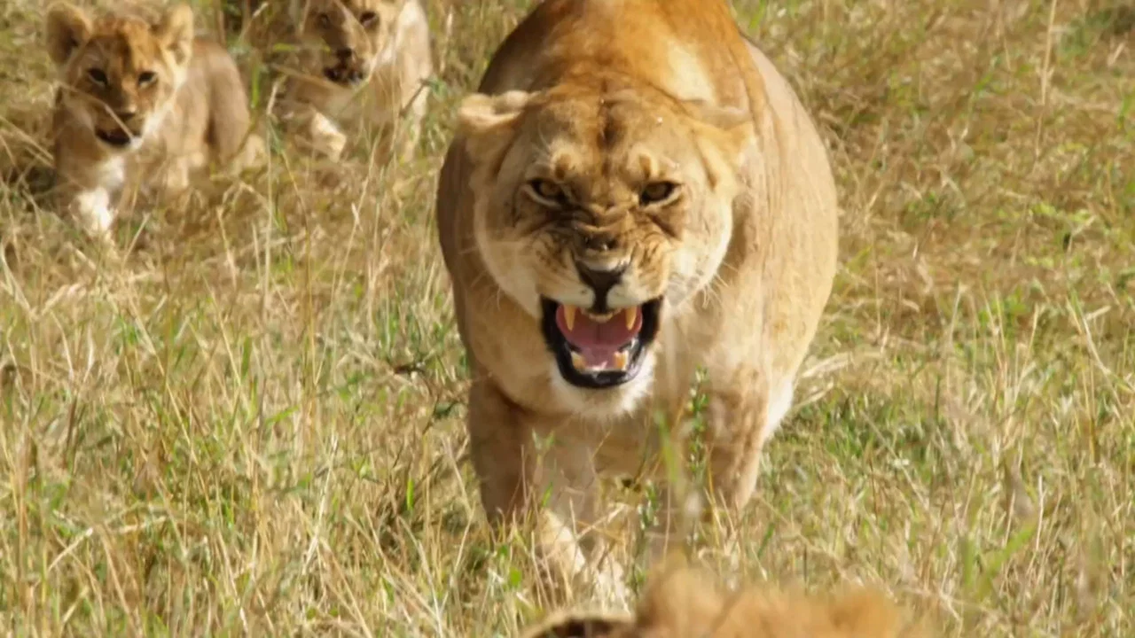 Lions: Africa's Super Power - 剧照