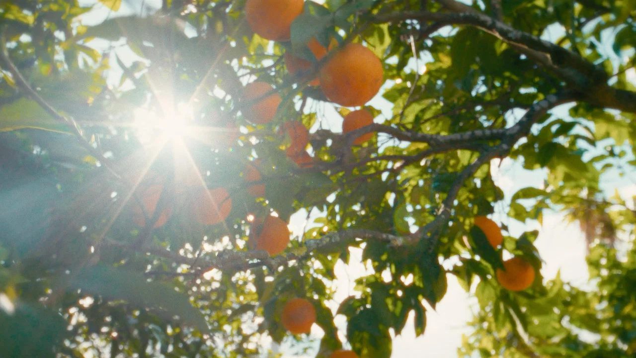 O Tempo De Comer Uma Laranja - 剧照