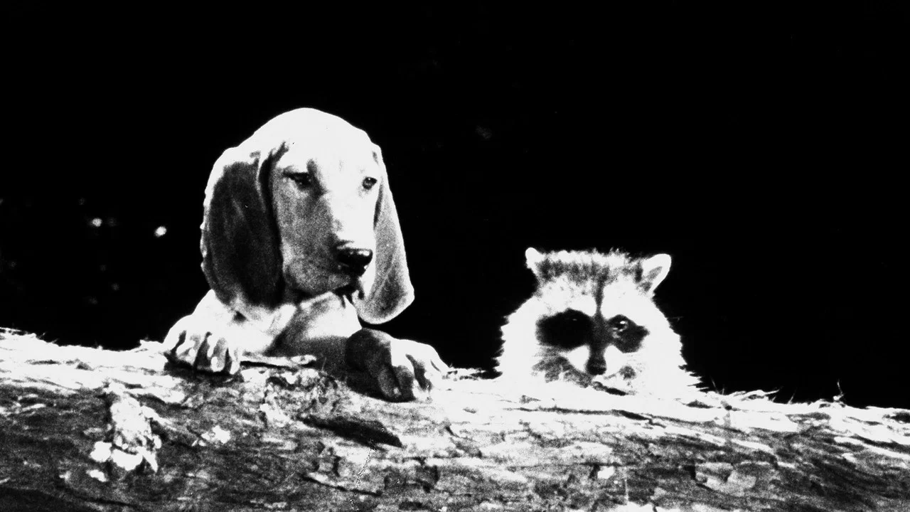 The Hound That Thought He Was a Raccoon - 剧照