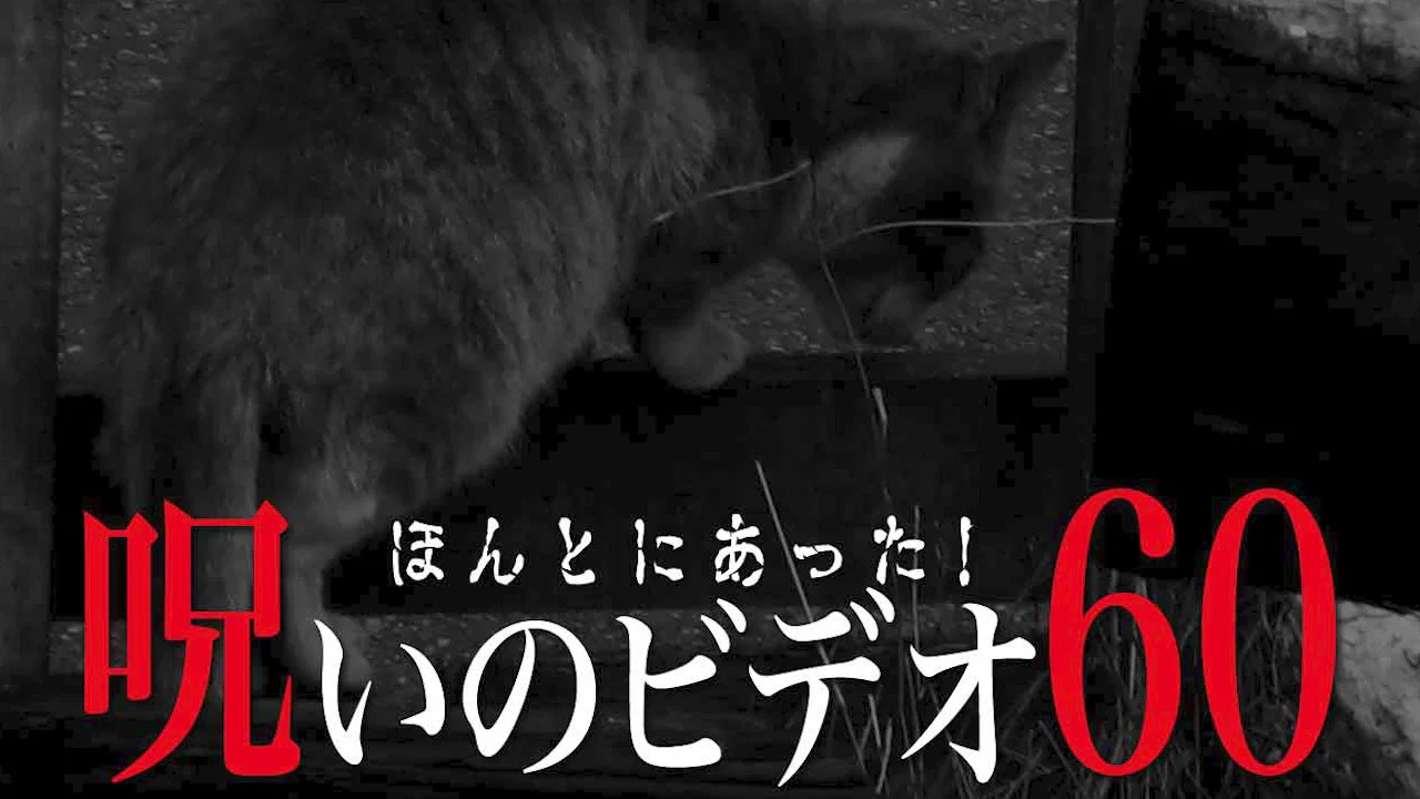 ほんとにあった！呪いのビデオ60 - 剧照