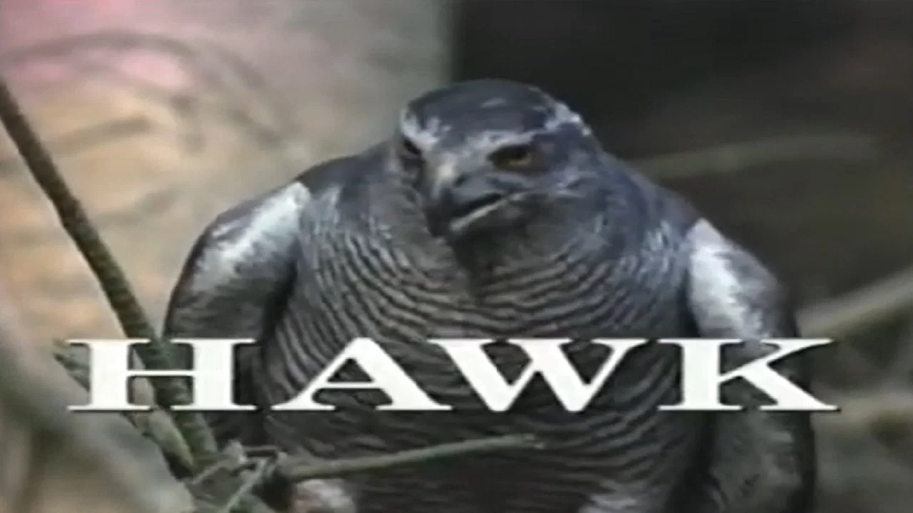Predators of the Wild: Hawk - 剧照