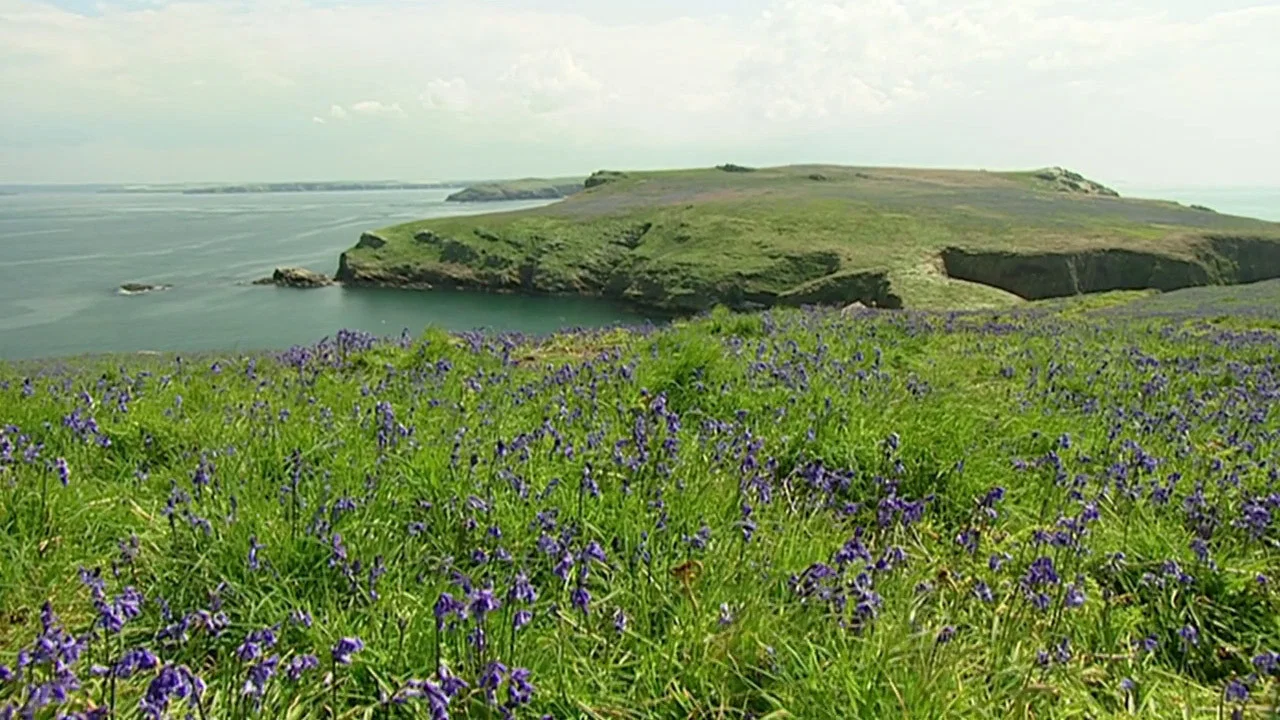 The Rabbits of Skomer - 剧照